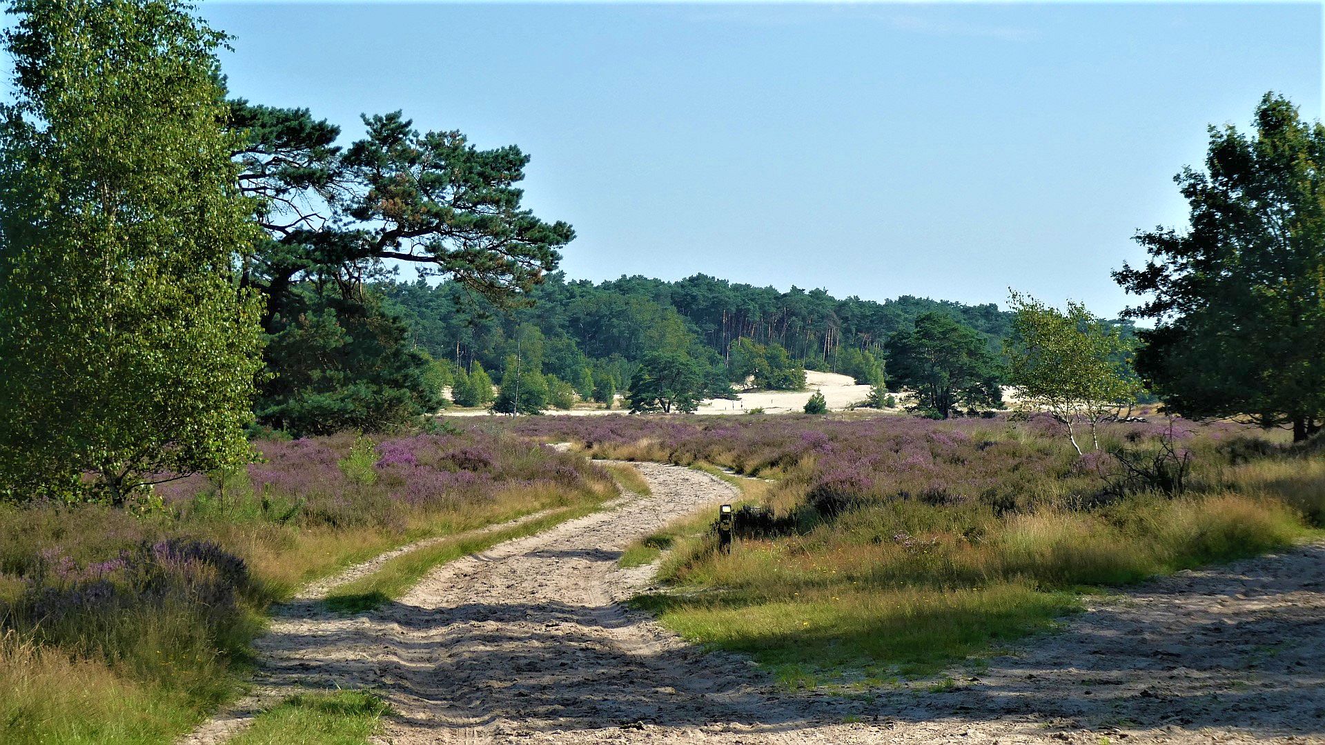 Heideverbinding in de Loonse en Drunense Duinen