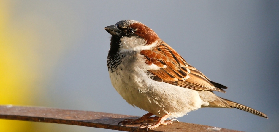 Buurtonderzoek naar leefplek en populatieomvang verschillende vogels