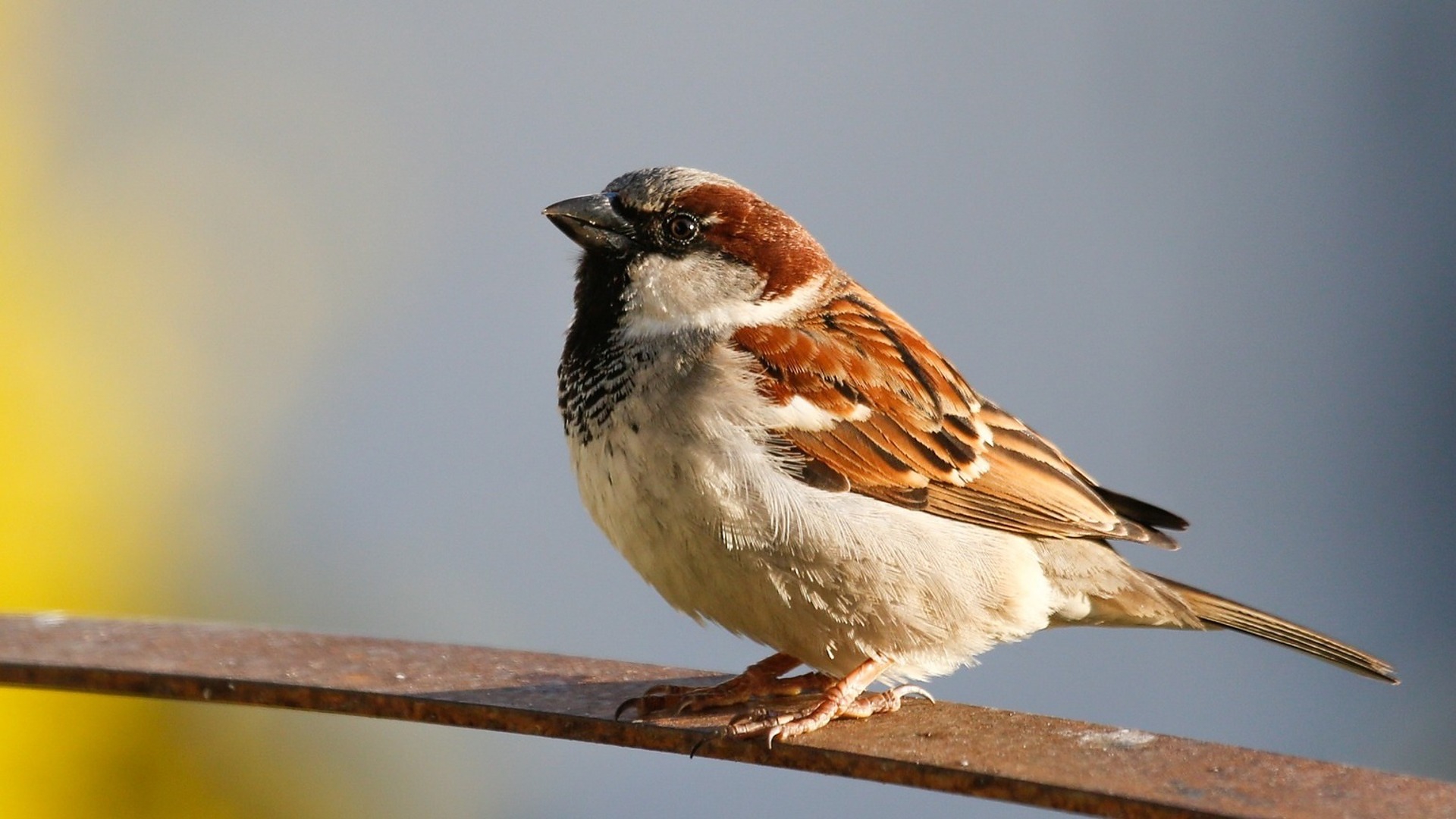 Dierenarts over pesticide op vogelvoer: "Invloed op biodiversiteit"