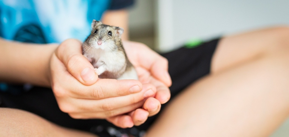 Huis- en hobbydierenlijst: Russische hamster mag niet, waterbuffel wel